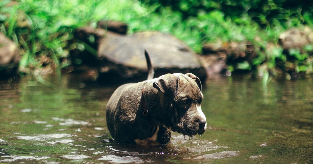 The Most Important goal in Training a Black Pitbull Puppy