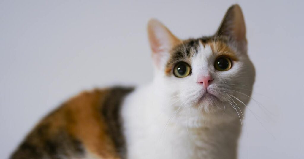 How Calico Cat Health Problems Is Taking Over and What to Do About It