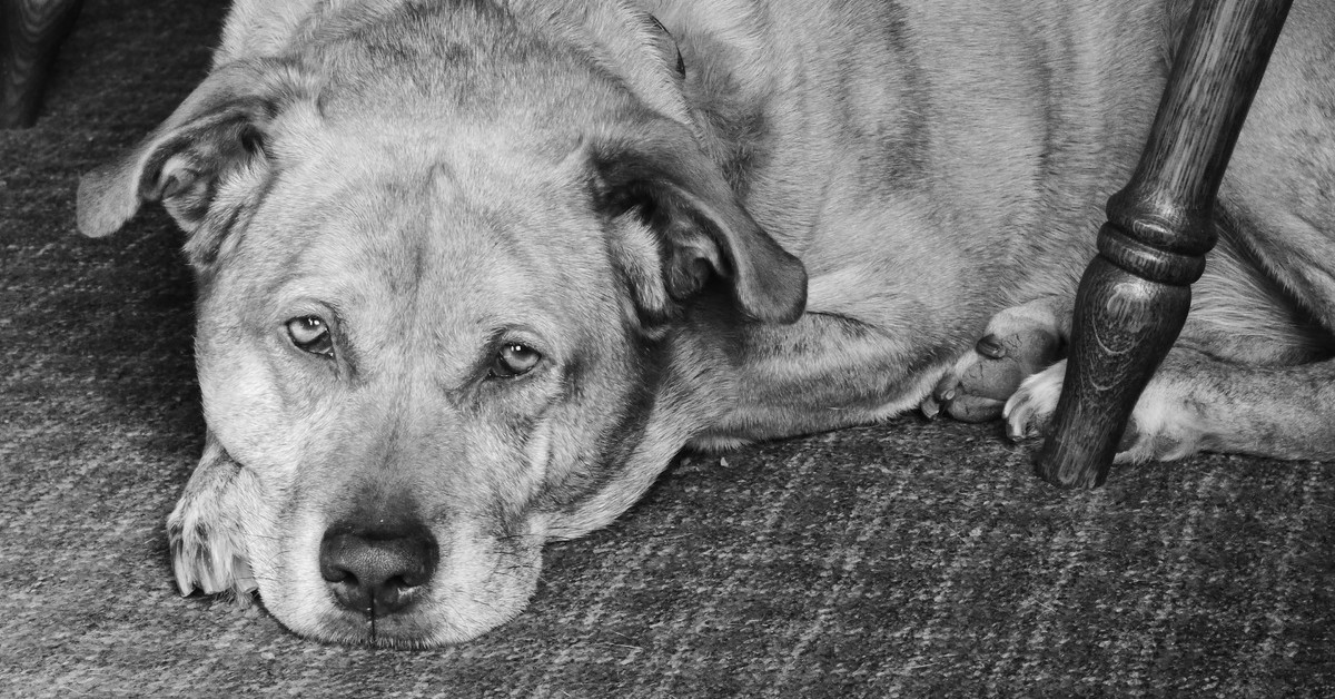 common-complaints-about-adopting-a-senior-dog-pet-particle