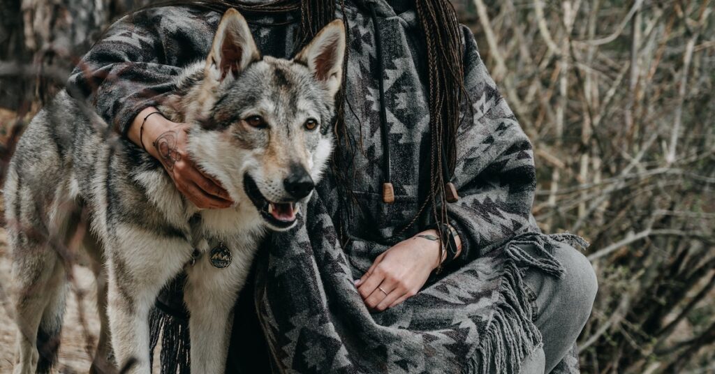 Should You Adopt a Wolf Dog?