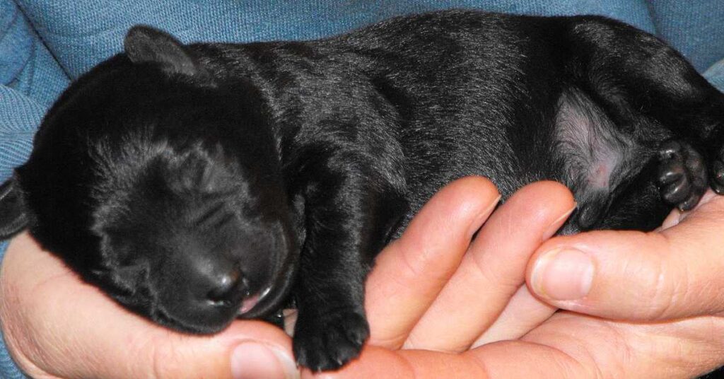 Black Labradoodle Puppy