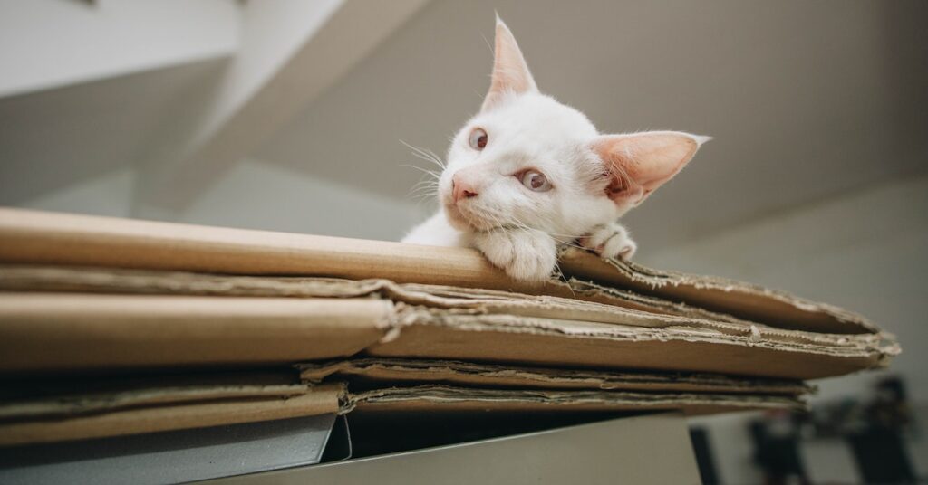 cat sleeping in litter box