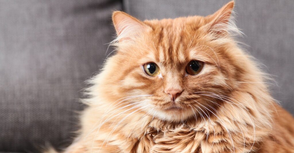 fluffy cats breeds