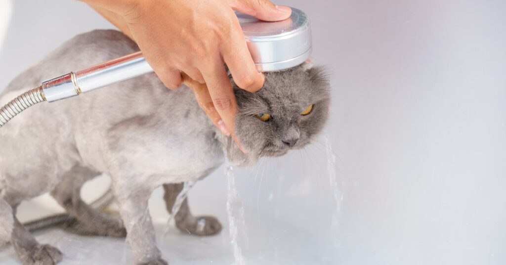 how often should you wash your indoor cat