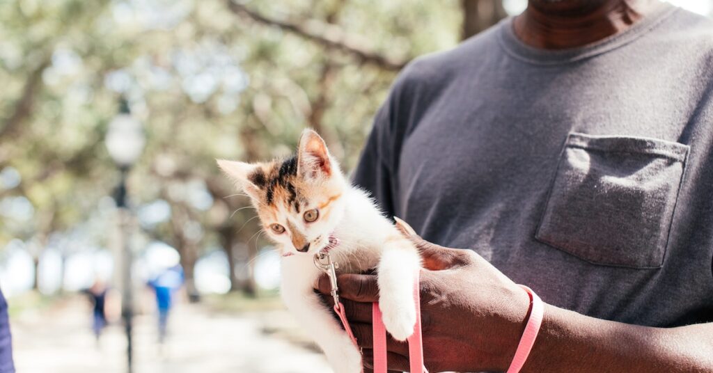 how to put a harness on a cat