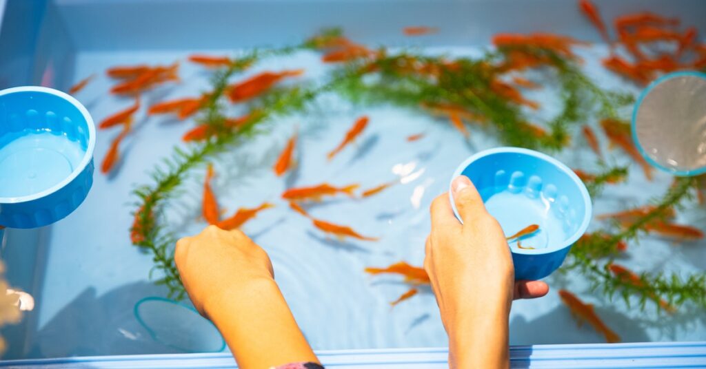 How to Take Care of Fish in an Aquarium While on Vacation