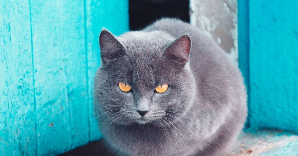 Russian blue cat