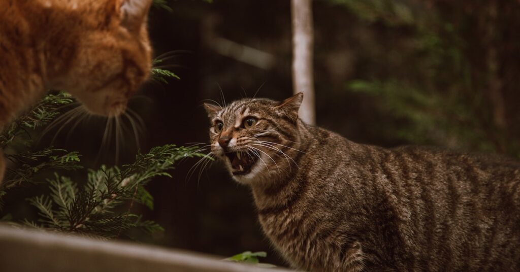 Behavior of male cats