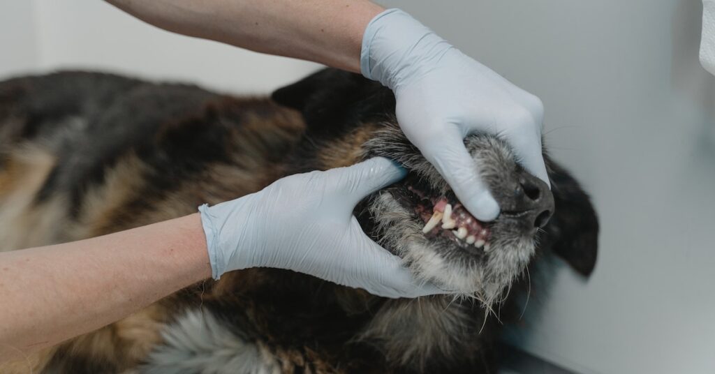 Dog Healthy Gums