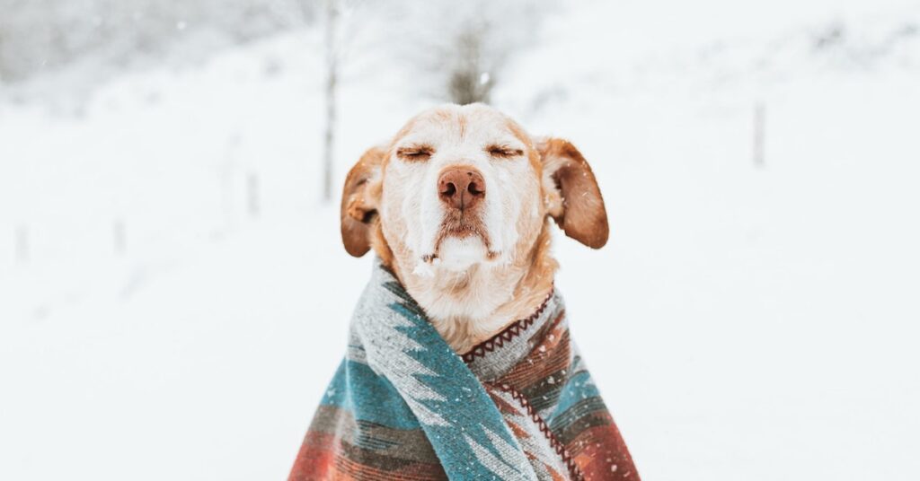 Dog grooming in winter