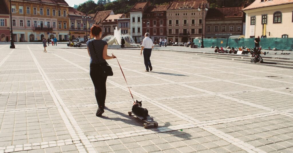 Travel Essentials For Your Cat