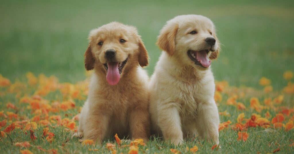 golden retriever dog as a pet