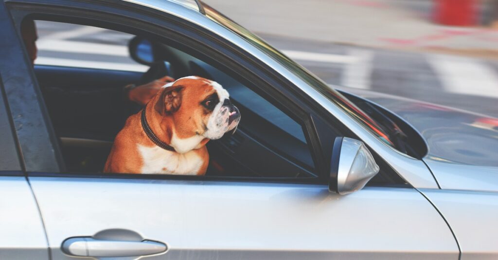 how to remove dog hair from car