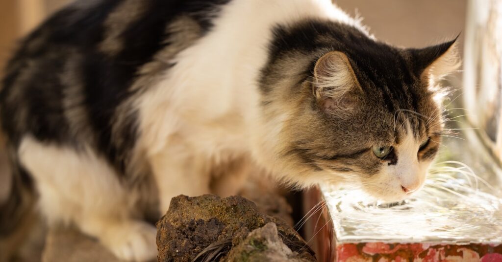 Cat Water Fountain