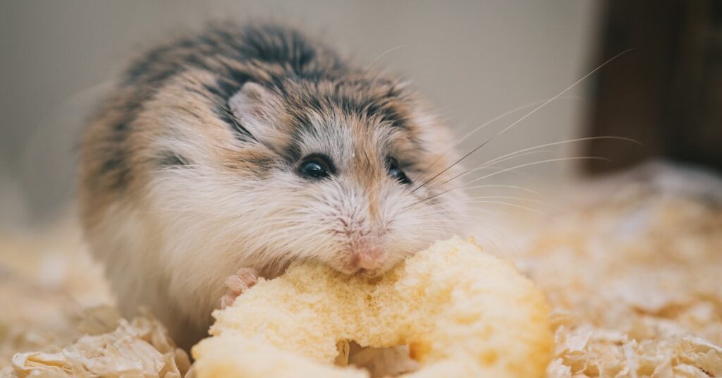 Hamster Food Habit