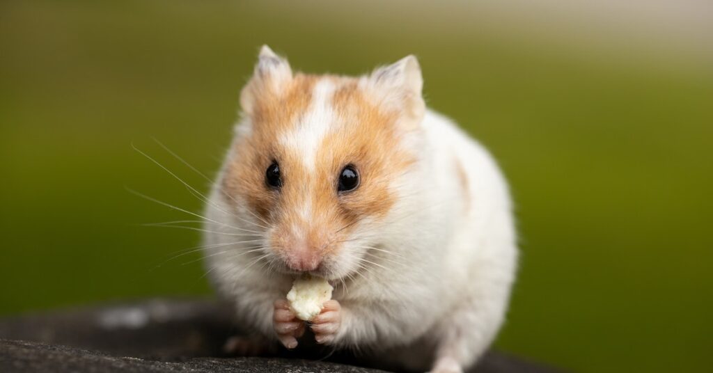 Hamster Health Problems