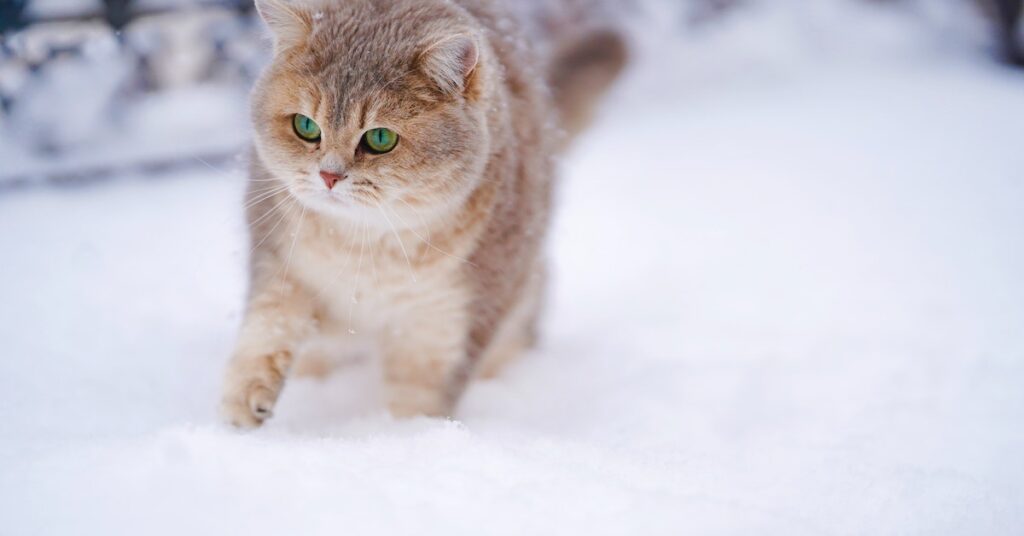 Pet Care This winter