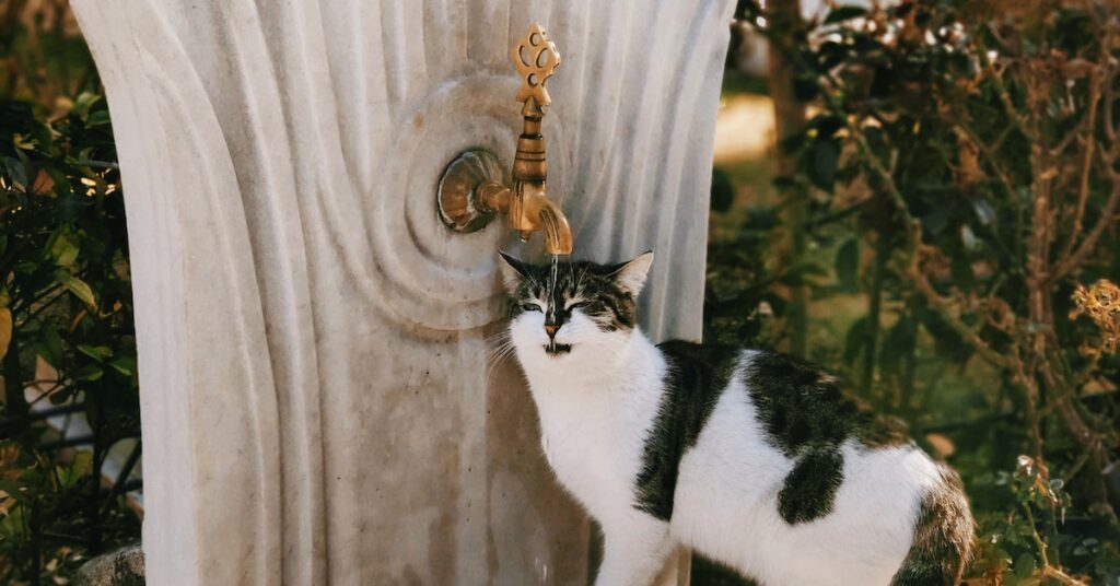 Pet Water Fountain