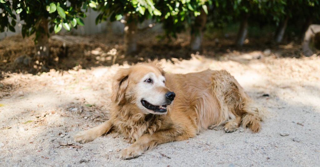 The Challenges of Adopting a Senior Dog