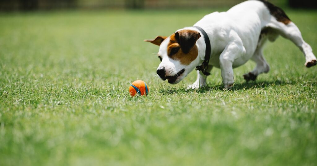 ball launcher for dogs