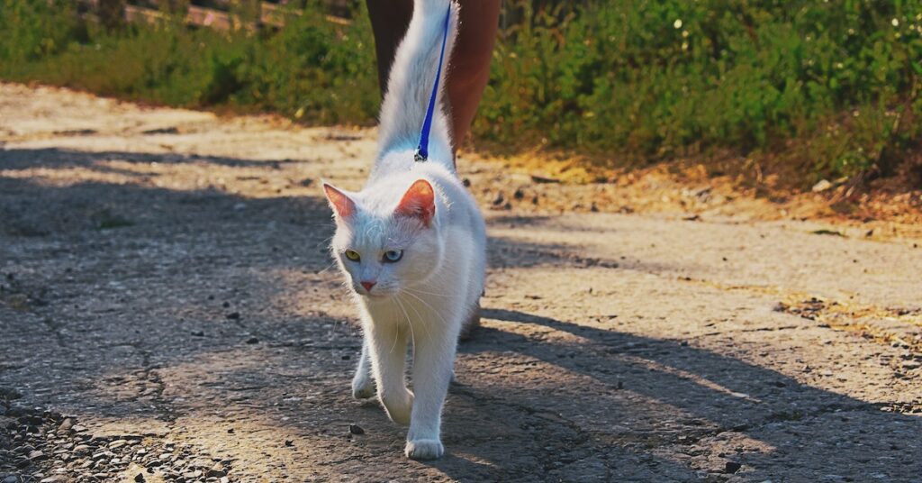 get my cat used to walking on a leash