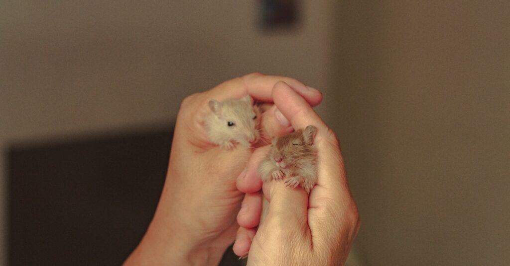 Why Do Hamsters Sleep in Their Wheel