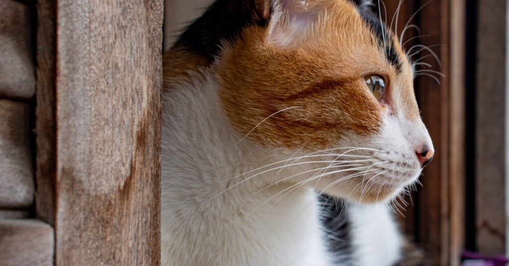 Calico Mother Cat