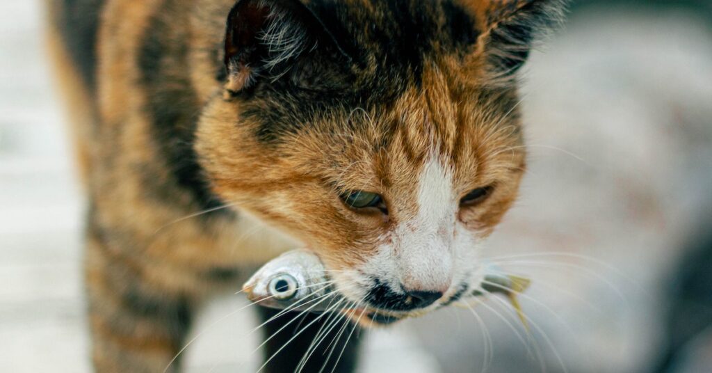 Chicken Or Fish Better For Cats