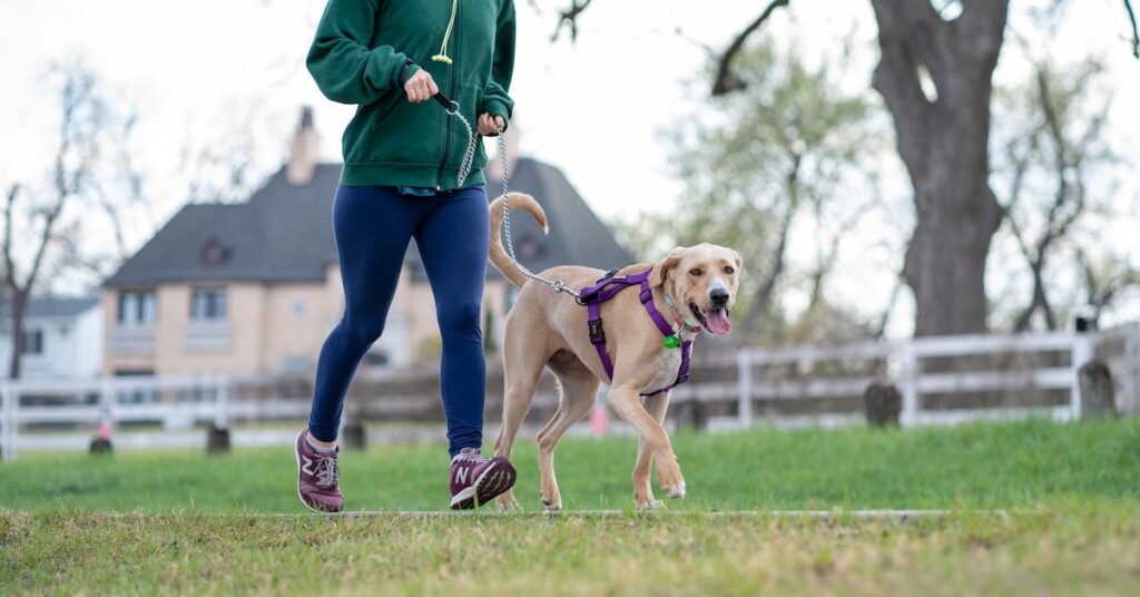 Pet Exercise