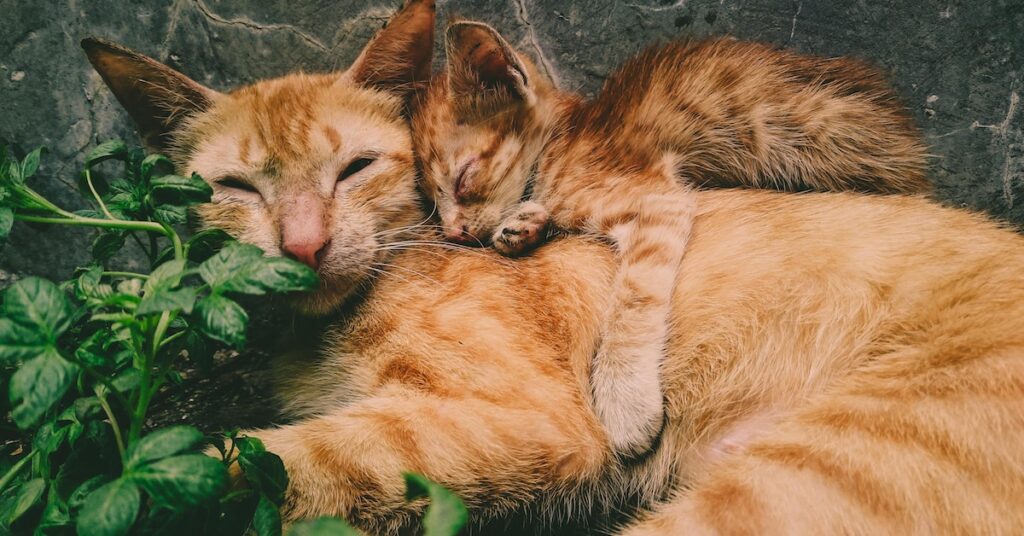 take care of newborn kittens with mother